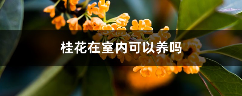 桂花在室内可以养吗,有没有毒 桂花在室内可以养吗,有没有毒