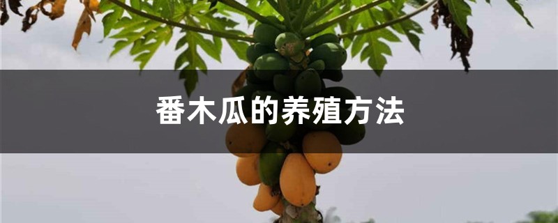 番木瓜的养殖方法 番木瓜的养殖方法