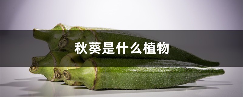 秋葵是什么植物,秋葵植物长什么样子 秋葵是什么植物,秋葵植物长什么样子