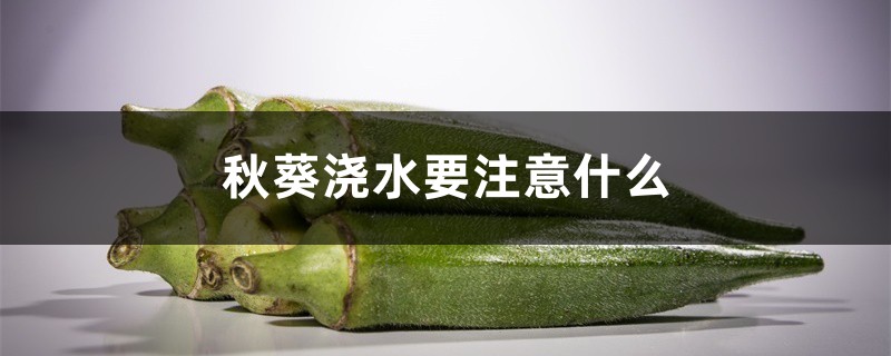 秋葵浇水要注意什么,秋葵多长时间浇一次水 秋葵浇水要注意什么,秋葵多长时间浇一次水