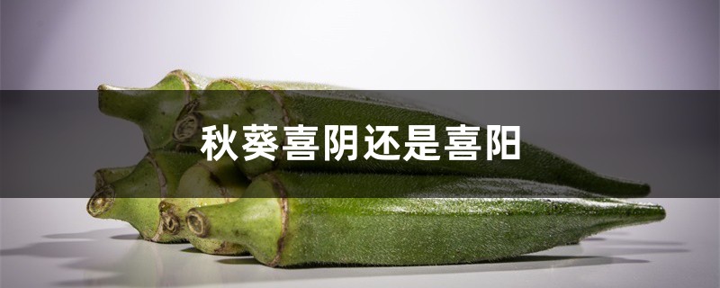 秋葵喜阴还是喜阳，秋葵对光照的要求