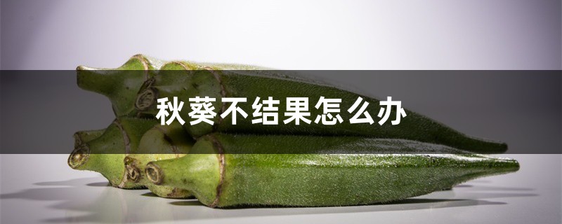 秋葵不结果怎么办,秋葵怎样才能结果 秋葵不结果怎么办,秋葵怎样才能结果