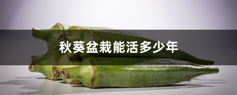 秋葵盆栽能活多少年,秋葵盆栽怎么种植 秋葵盆栽能活多少年,秋葵盆栽怎么种植