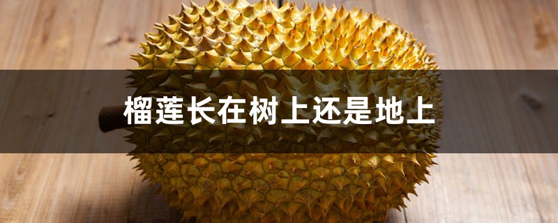 榴莲生长在什么地方,长在树上还是地上 榴莲生长在什么地方,长在树上还是地上
