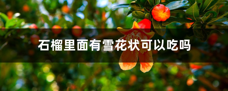 石榴里面有雪花状可以吃吗,果肉有裂痕能吃吗 石榴里面有雪花状可以吃吗,果肉有裂痕能吃吗