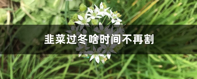 韭菜过冬啥时间不再割,北方割到几月份 韭菜过冬啥时间不再割,北方割到几月份