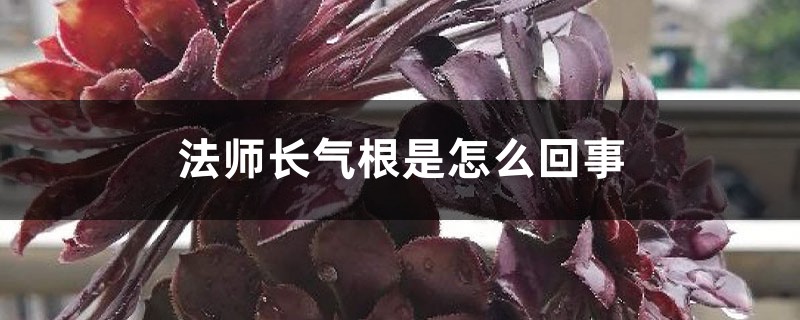 法师长气根是怎么回事,如何处理 法师长气根是怎么回事,如何处理