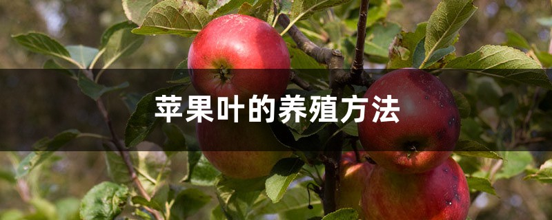 苹果叶的养殖方法和注意事项 苹果叶的养殖方法和注意事项