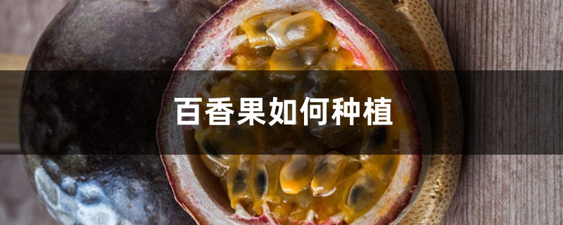 百香果如何种植,花盆要多大 百香果如何种植,花盆要多大