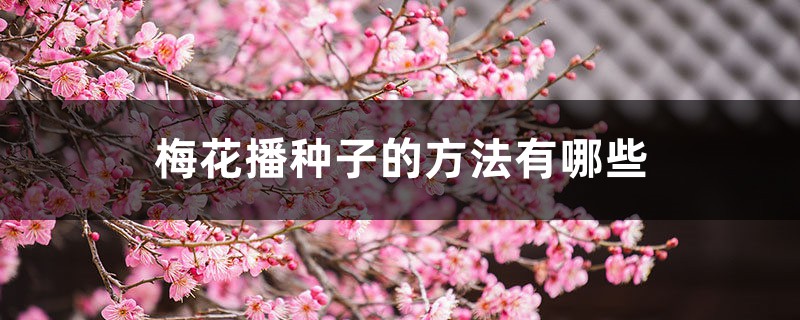 梅花播种子的方法有哪些,梅花播种多久发芽 梅花播种子的方法有哪些,梅花播种多久发芽