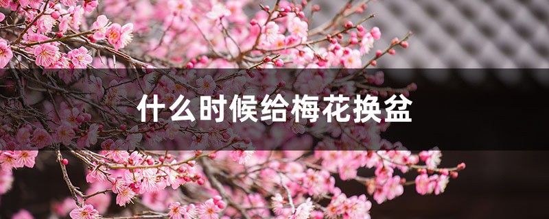 什么时候给梅花换盆,梅花换盆后马上浇水吗 什么时候给梅花换盆,梅花换盆后马上浇水吗