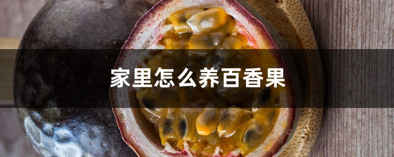 家里怎么养百香果,叶子晒蔫了怎么办 家里怎么养百香果,叶子晒蔫了怎么办