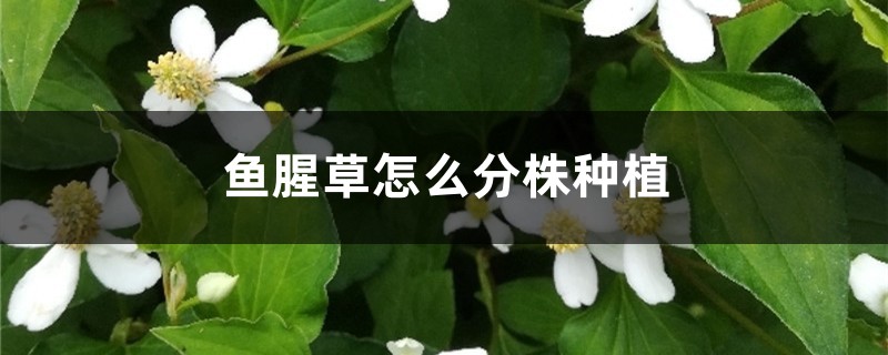 鱼腥草怎么分株种植,北方可以种吗 鱼腥草怎么分株种植,北方可以种吗