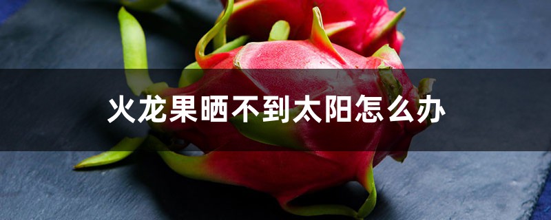 火龙果晒不到太阳怎么办,晒伤怎么补救 火龙果晒不到太阳怎么办,晒伤怎么补救