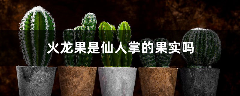 火龙果是仙人掌的果实吗,需要放冰箱吗 火龙果是仙人掌的果实吗,需要放冰箱吗