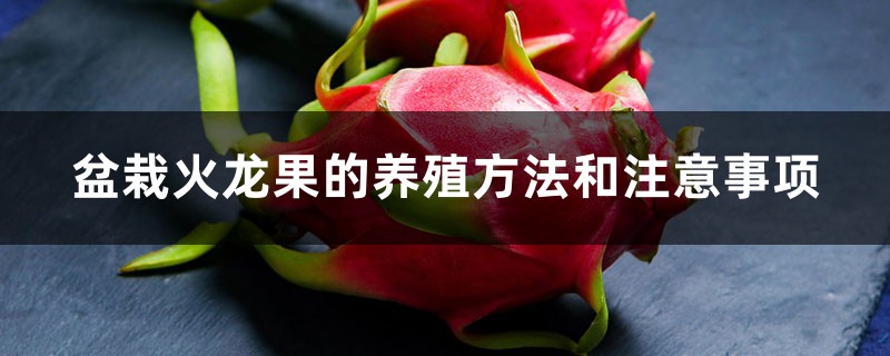 盆栽火龙果的养殖方法和注意事项,怎么修剪 盆栽火龙果的养殖方法和注意事项,怎么修剪