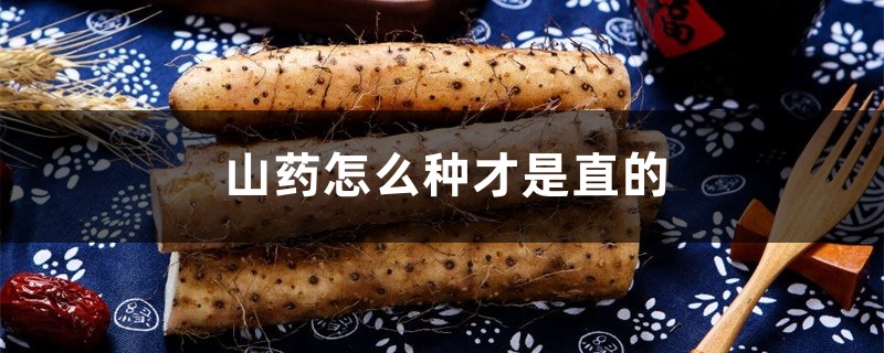 山药怎么种才是直的,山药怎么种长得大 山药怎么种才是直的,山药怎么种长得大