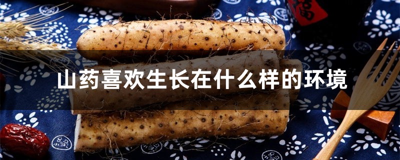 山药喜欢生长在什么样的环境,山药对土壤的要求 山药喜欢生长在什么样的环境,山药对土壤的要求