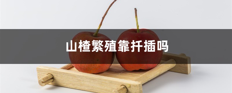山楂繁殖靠扦插吗,山楂能通过什么方法繁殖 山楂繁殖靠扦插吗,山楂能通过什么方法繁殖