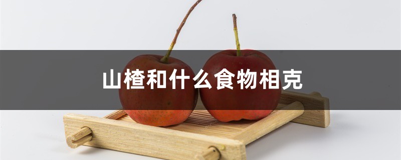 山楂和什么食物相克,吃山楂的注意事项 山楂和什么食物相克,吃山楂的注意事项