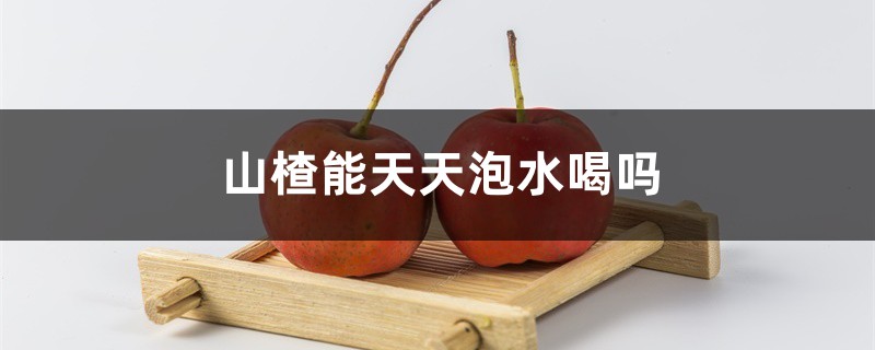 山楂能天天泡水喝吗,山楂泡水禁忌 山楂能天天泡水喝吗,山楂泡水禁忌