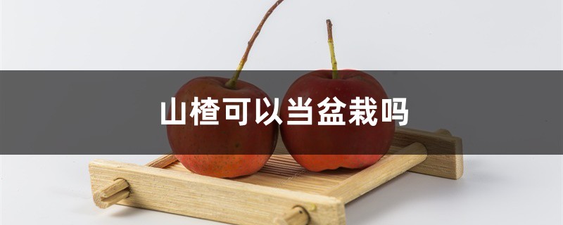 山楂可以当盆栽吗,山楂盆栽怎么种植 山楂可以当盆栽吗,山楂盆栽怎么种植
