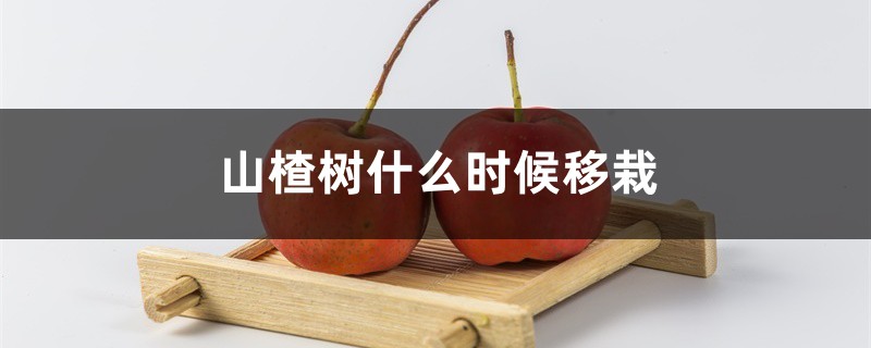 山楂树什么时候移栽,山楂树怎么移栽 山楂树什么时候移栽,山楂树怎么移栽
