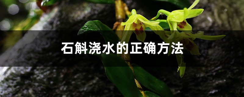 石斛浇水的正确方法,浇水能喷叶子吗 石斛浇水的正确方法,浇水能喷叶子吗