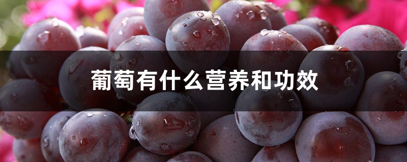 葡萄有什么营养和功效,有什么好处 葡萄有什么营养和功效,有什么好处
