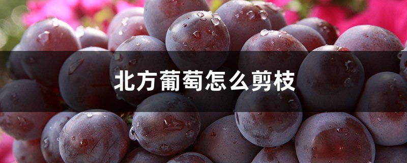 北方葡萄怎么剪枝,冬季修剪时间 北方葡萄怎么剪枝,冬季修剪时间