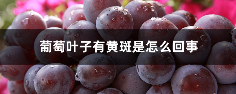 葡萄叶子有黄斑是怎么回事,叶子发黄怎么治 葡萄叶子有黄斑是怎么回事,叶子发黄怎么治