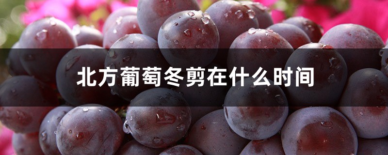 北方葡萄冬剪在什么时间,如何修剪图解 北方葡萄冬剪在什么时间,如何修剪图解