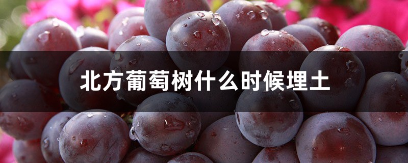 北方葡萄树什么时候埋土,怎样过冬 北方葡萄树什么时候埋土,怎样过冬