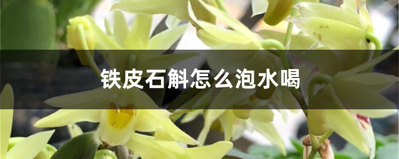 铁皮石斛怎么泡水喝,泡水喝有好处吗 铁皮石斛怎么泡水喝,泡水喝有好处吗