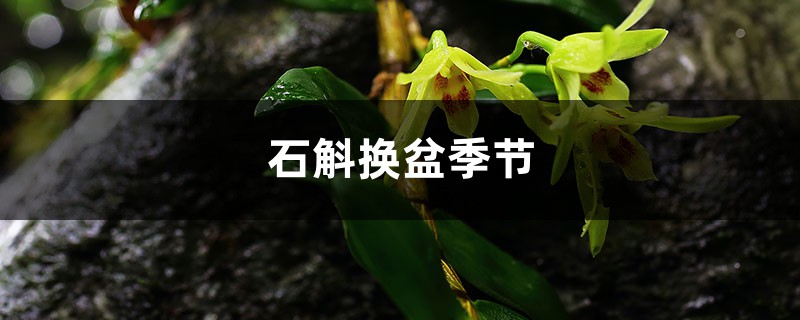 石斛换盆季节,换盆可以加底肥吗 石斛换盆季节,换盆可以加底肥吗