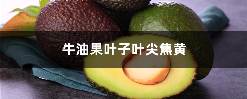 牛油果叶子叶尖焦黄,牛油果苗叶蔫了怎么救 牛油果叶子叶尖焦黄,牛油果苗叶蔫了怎么救