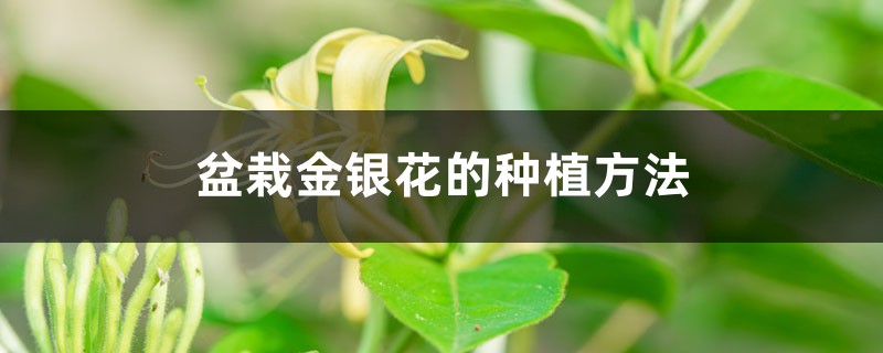 盆栽金银花的种植方法,用多大的盆 盆栽金银花的种植方法,用多大的盆
