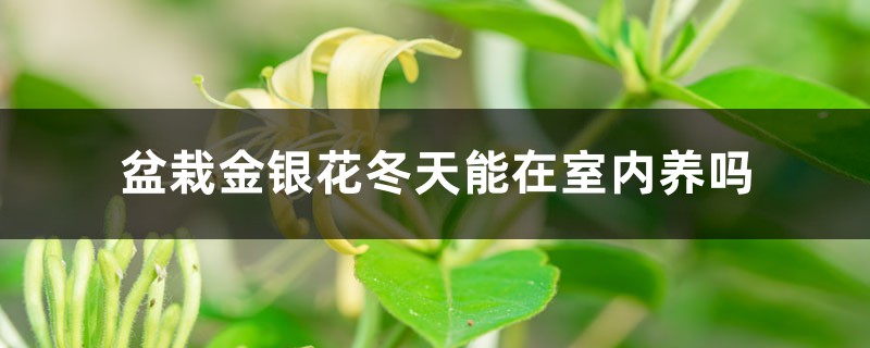 盆栽金银花冬天能在室内养吗,冬天怕冻吗 盆栽金银花冬天能在室内养吗,冬天怕冻吗