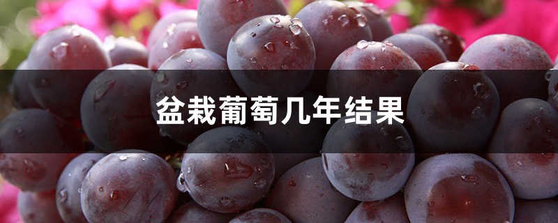盆栽葡萄几年结果,不结果怎么办 盆栽葡萄几年结果,不结果怎么办