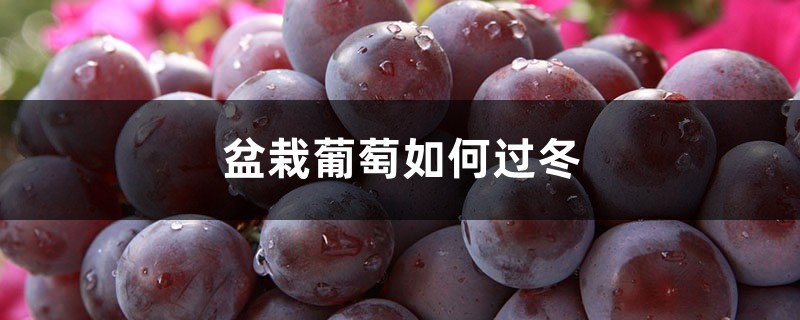 盆栽葡萄如何过冬，冬天怎么办
