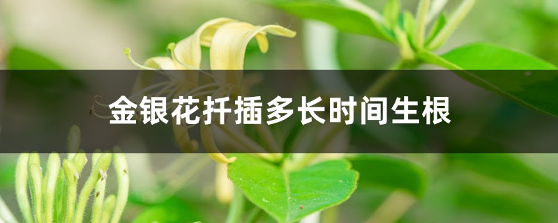 金银花扦插多长时间生根,多长时间可以移栽 金银花扦插多长时间生根,多长时间可以移栽