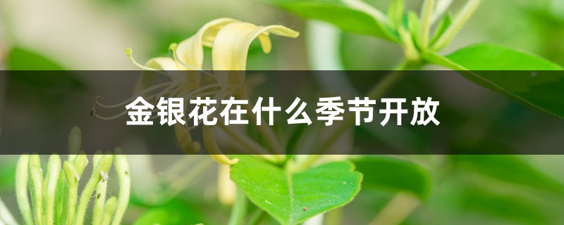 金银花在什么季节开放,采摘时间在什么季节 金银花在什么季节开放,采摘时间在什么季节