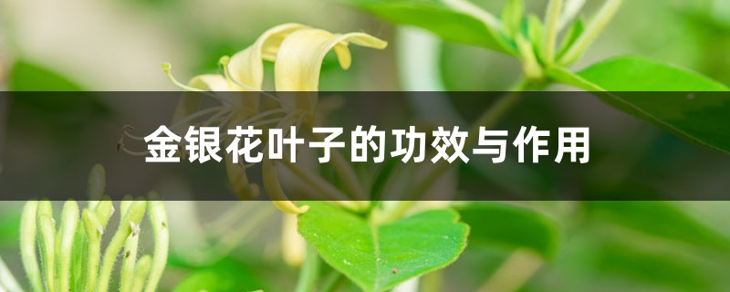 金银花叶子的功效与作用,叶子可以泡水喝吗 金银花叶子的功效与作用,叶子可以泡水喝吗