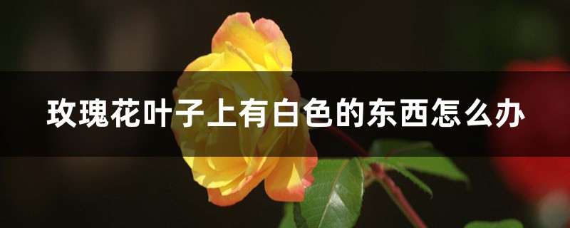 玫瑰花叶子上有白色的东西怎么办,长白色的毛是怎么回事 玫瑰花叶子上有白色的东西怎么办,长白色的毛是怎么回事