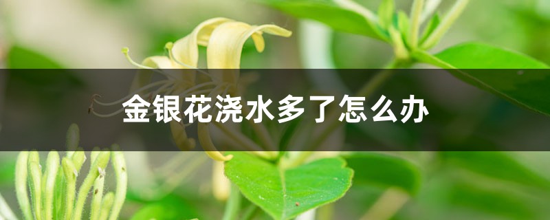 金银花浇水多了怎么办,浇水多了会怎样 金银花浇水多了怎么办,浇水多了会怎样