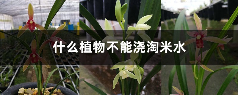 什么植物不能浇淘米水,可以浇建兰吗 什么植物不能浇淘米水,可以浇建兰吗
