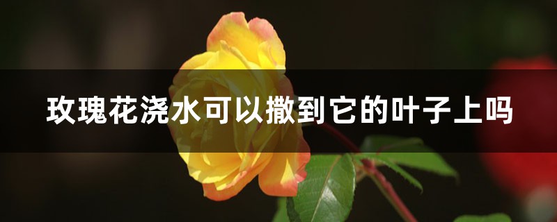 玫瑰花浇水可以撒到它的叶子上吗,浇水过多怎么办 玫瑰花浇水可以撒到它的叶子上吗,浇水过多怎么办
