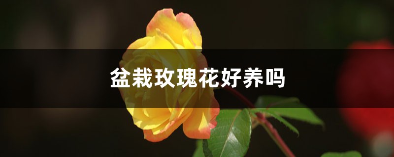 盆栽玫瑰花好养吗,如何护理 盆栽玫瑰花好养吗,如何护理