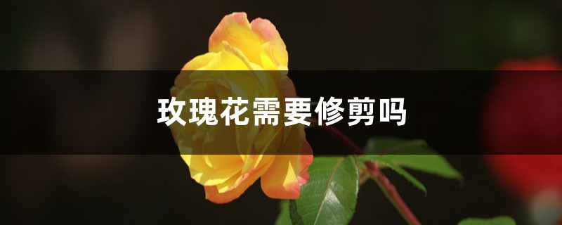 玫瑰花需要修剪吗,修剪方法图解 玫瑰花需要修剪吗,修剪方法图解