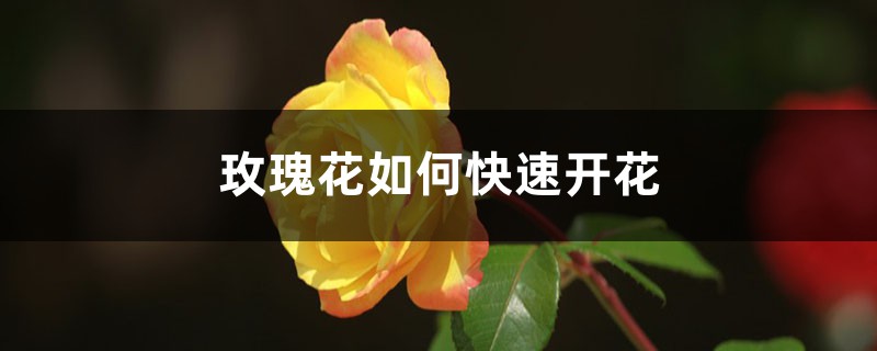 玫瑰花如何快速开花,如何让玫瑰花多开花 玫瑰花如何快速开花,如何让玫瑰花多开花
